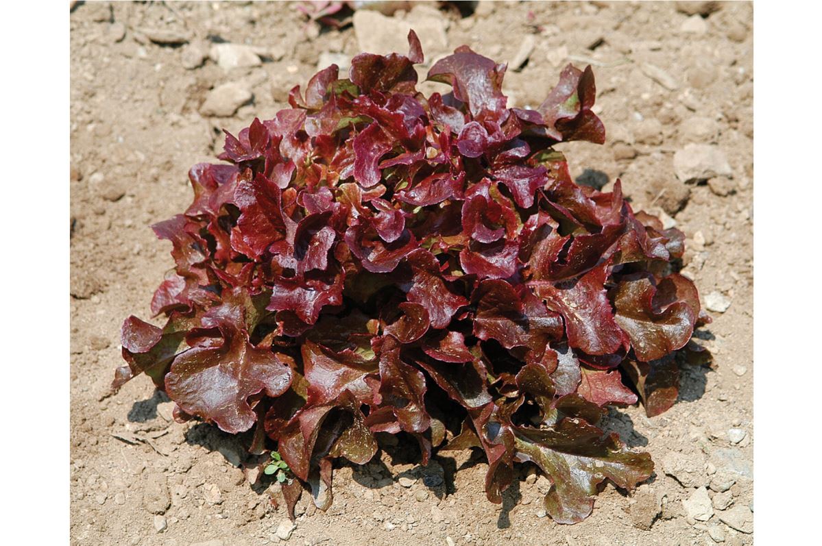 Oscarde – Lettuce Seed